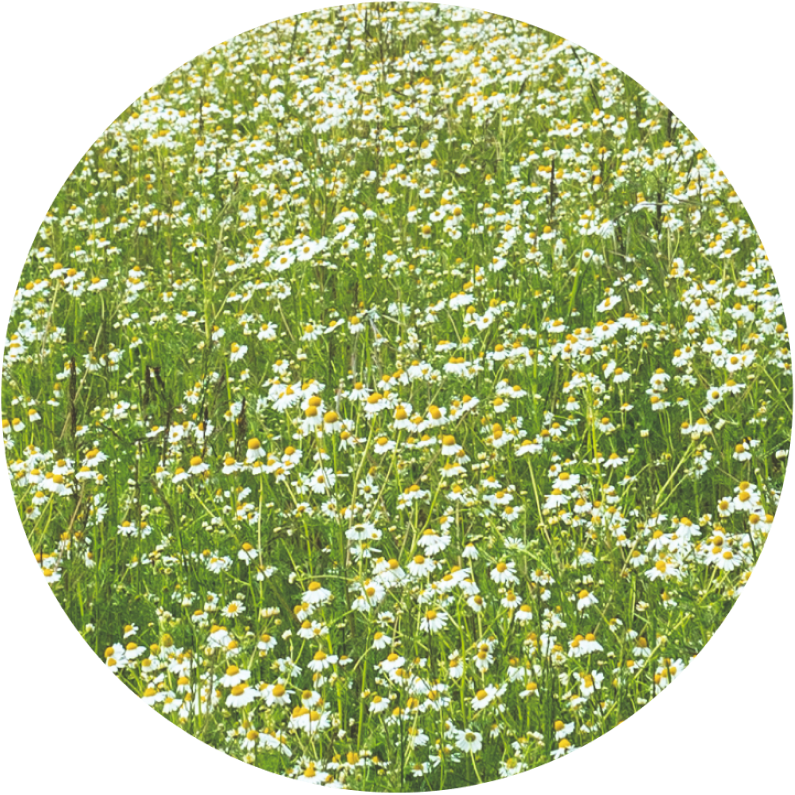 blomster på græsplænen